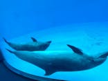 名古屋港水族館に投稿された画像（2025/10/27）