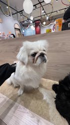 いぬカフェRio 富士見店に投稿された画像（2025/10/27）