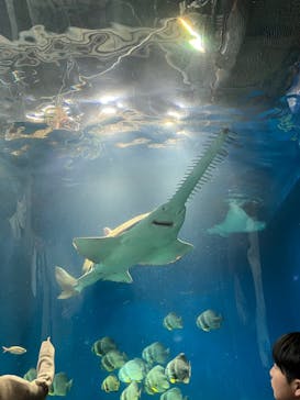 マクセル アクアパーク品川に投稿された画像（2025/10/27）