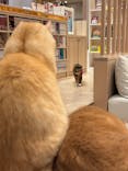 猫カフェモカ　イオンモール幕張新都心店に投稿された画像（2025/10/27）