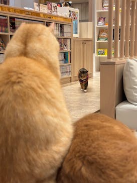 猫カフェモカ　イオンモール幕張新都心店に投稿された画像（2025/10/27）