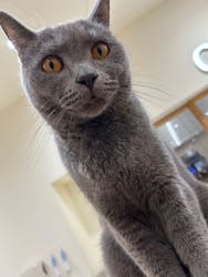 Cat Café MOFF イオンモール豊川店に投稿された画像（2025/10/27）