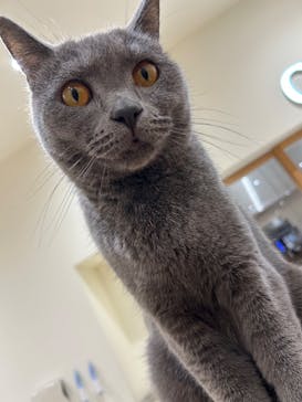 Cat Café MOFF イオンモール豊川店に投稿された画像（2025/10/27）