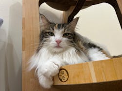 Cat Café MOFF イオンモール豊川店に投稿された画像（2025/10/27）