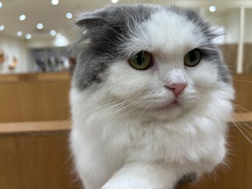Cat Café MOFF イオンモール豊川店に投稿された画像（2025/10/27）