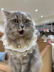 Cat Café MOFF イオンモール豊川店に投稿された画像（2025/10/27）