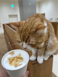 Cat Café MOFF イオンモール豊川店に投稿された画像（2025/10/27）