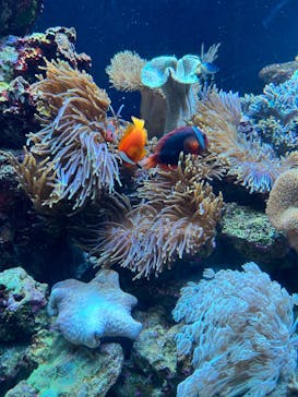 マクセル アクアパーク品川に投稿された画像（2025/10/27）