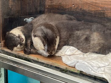 大分マリーンパレス水族館 「うみたまご」に投稿された画像（2025/10/27）