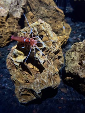 AQUARIUM × ART　atoaに投稿された画像（2025/10/27）