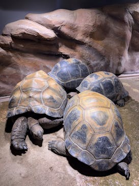 AQUARIUM × ART　atoaに投稿された画像（2025/10/27）