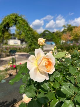 万博記念公園に投稿された画像（2025/10/27）