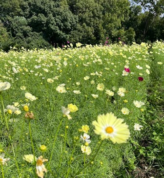 万博記念公園に投稿された画像（2025/10/27）