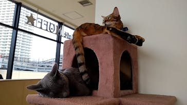 Cat Café MOFF グランベリーパーク店に投稿された画像（2025/10/27）