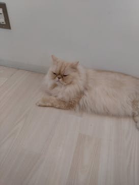 Cat Café MOFF グランベリーパーク店に投稿された画像（2025/10/27）