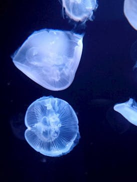 サンシャイン水族館に投稿された画像（2025/10/27）