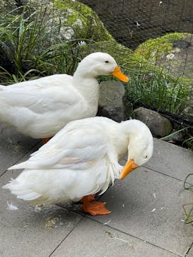 箱根湯本温泉 天成園に投稿された画像（2025/10/27）