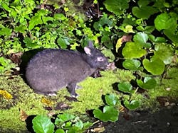 奄美ナイトガイドサービスに投稿された画像（2025/10/27）