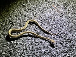 奄美ナイトガイドサービスに投稿された画像（2025/10/27）