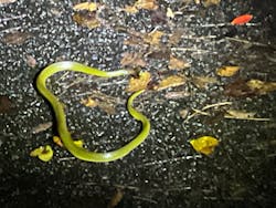 奄美ナイトガイドサービスに投稿された画像（2025/10/27）