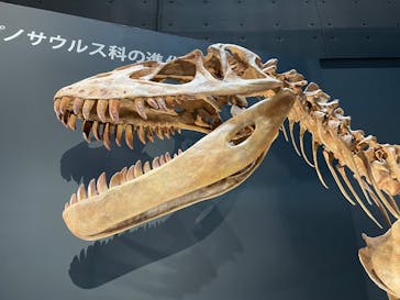 福井県立恐竜博物館に投稿された画像（2025/10/27）