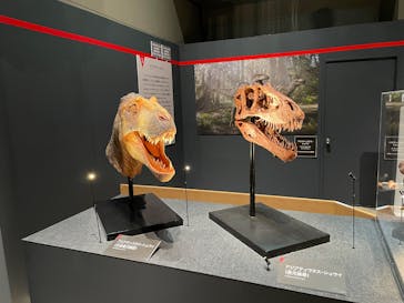 福井県立恐竜博物館に投稿された画像（2025/10/27）