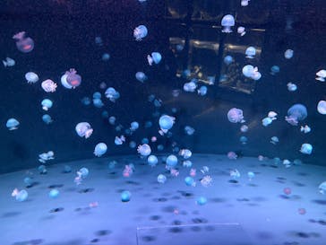 京都水族館に投稿された画像（2025/10/27）