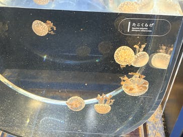 京都水族館に投稿された画像（2025/10/27）