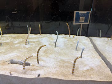 京都水族館に投稿された画像（2025/10/27）