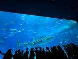沖縄美ら海水族館に投稿された画像（2025/10/27）