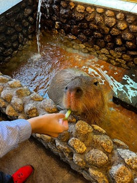 おさるの湯もみ処　おさ湯に投稿された画像（2025/10/27）