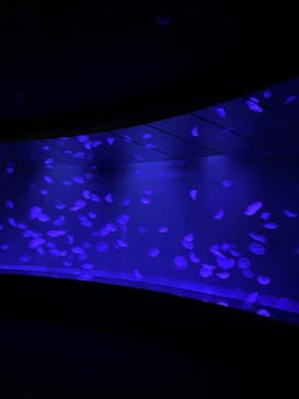 サンシャイン水族館に投稿された画像（2025/10/27）