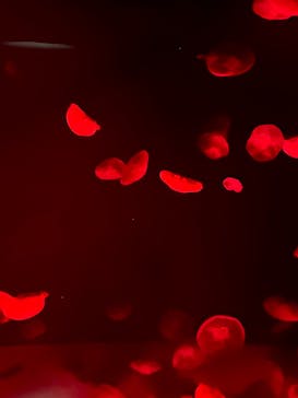 サンシャイン水族館に投稿された画像（2025/10/27）