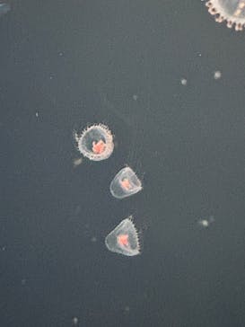 新江ノ島水族館に投稿された画像（2025/10/27）