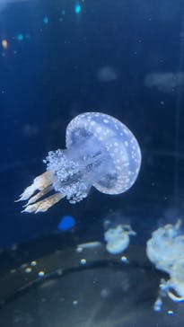 新江ノ島水族館に投稿された画像（2025/10/27）