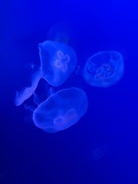 新江ノ島水族館に投稿された画像（2025/10/27）