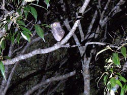 奄美ナイトツアーサービスに投稿された画像（2025/10/27）