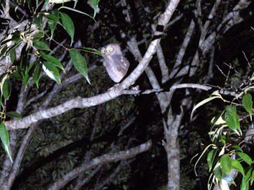 奄美ナイトツアーサービスに投稿された画像（2025/10/27）