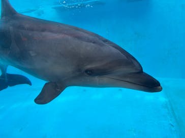 下田海中水族館に投稿された画像（2025/10/27）