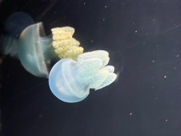 下田海中水族館に投稿された画像（2025/10/27）