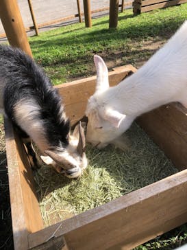 那須どうぶつ王国に投稿された画像（2025/10/27）