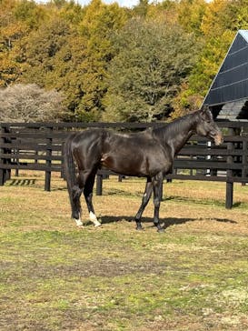 ノーザンホースパークに投稿された画像（2025/10/28）