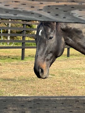 ノーザンホースパークに投稿された画像（2025/10/28）