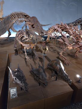 福井県立恐竜博物館に投稿された画像（2025/10/28）