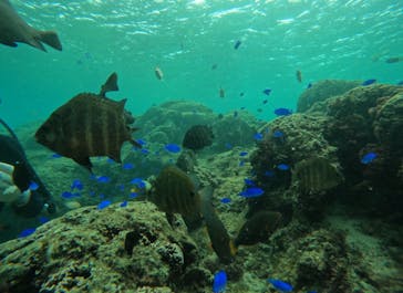 武藤潜水に投稿された画像（2025/10/28）