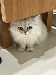 Cat Café MOFF 仙台PARCO店に投稿された画像（2025/10/28）