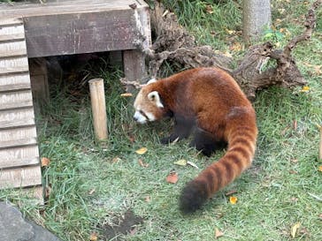 恩賜上野動物園に投稿された画像（2025/10/28）