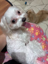 いぬカフェRio 下北沢店に投稿された画像（2025/10/28）