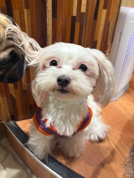 いぬカフェRio 下北沢店に投稿された画像（2025/10/28）