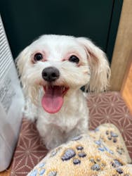 いぬカフェRio 下北沢店に投稿された画像（2025/10/28）